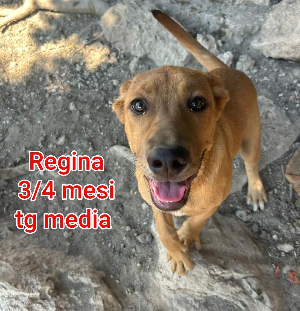 Ancora tanti teneri cuccioli in adozione  Foto 7