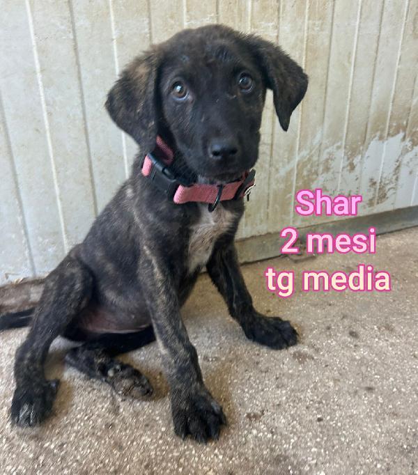 Ancora tanti teneri cuccioli in adozione  Foto 8
