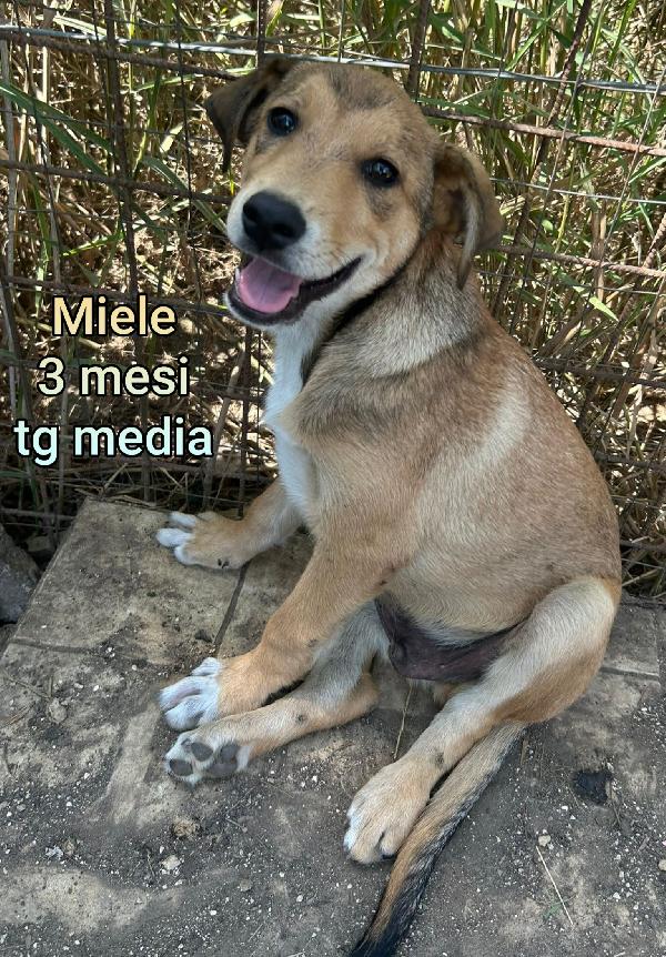 Ancora tanti teneri cuccioli in adozione  Foto 9