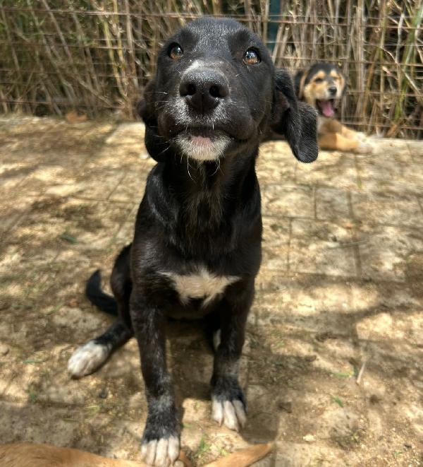 Pimpa:nera e senza futuro!! Foto 4