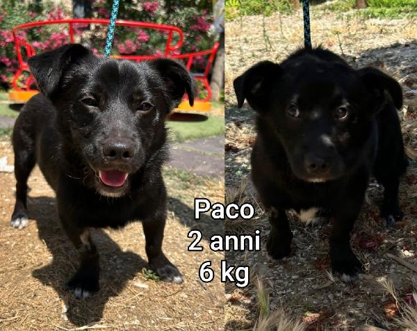 Teneri Piccoli Cagnolini 