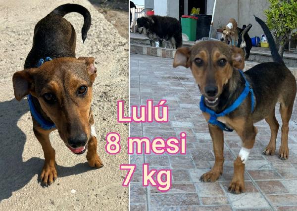 Teneri piccoli cagnolini  Foto 2