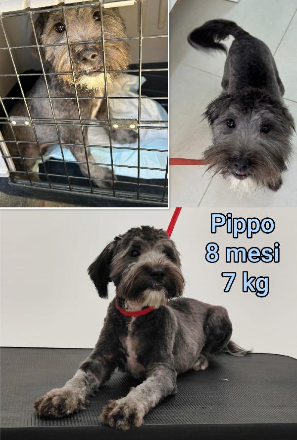 Teneri piccoli cagnolini  Foto 3
