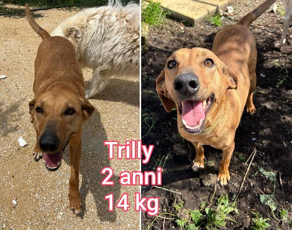 Teneri piccoli cagnolini  Foto 4