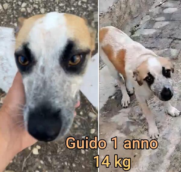 Teneri piccoli cagnolini  Foto 7