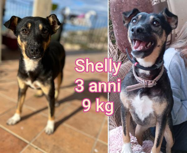 Teneri piccoli cagnolini  Foto 8