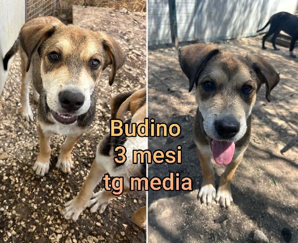 Cuccioli 2/3 Mesi Taglie Medie