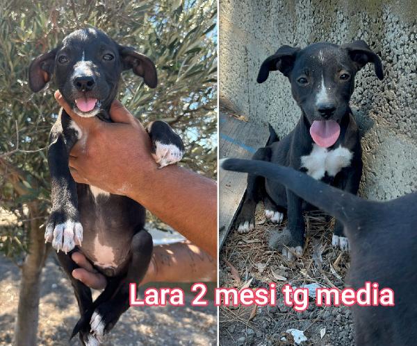 Cuccioli 2/3 mesi taglie medie Foto 2