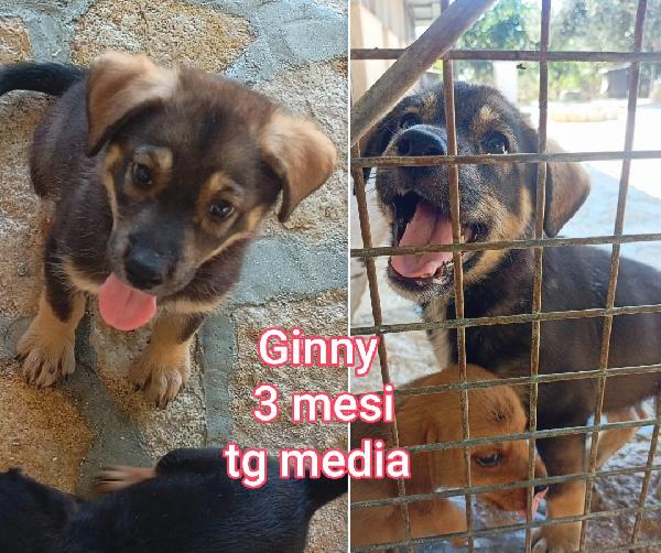 Cuccioli 2/3 mesi taglie medie Foto 3