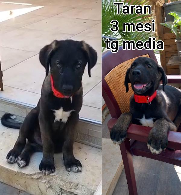 Cuccioli 2/3 mesi taglie medie Foto 4