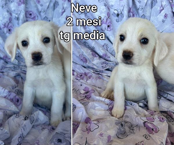 Cuccioli 2/3 mesi taglie medie Foto 5