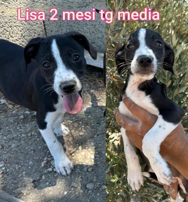 Cuccioli 2/3 mesi taglie medie Foto 6
