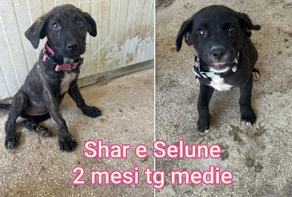 Cuccioli 2/3 mesi taglie medie Foto 7