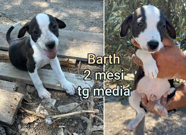 Cuccioli 2/3 mesi taglie medie Foto 8