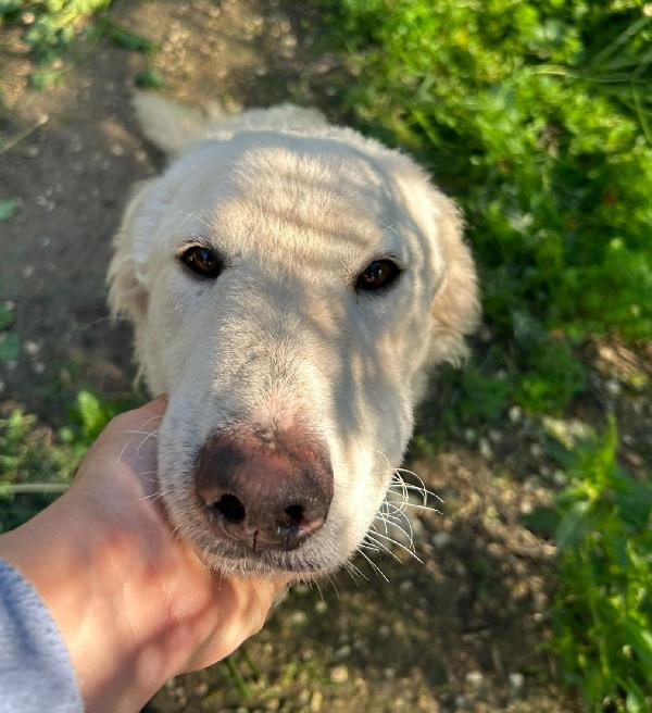 LOLLO! BUONISSIMO MA RINCHIUSO  Foto 3