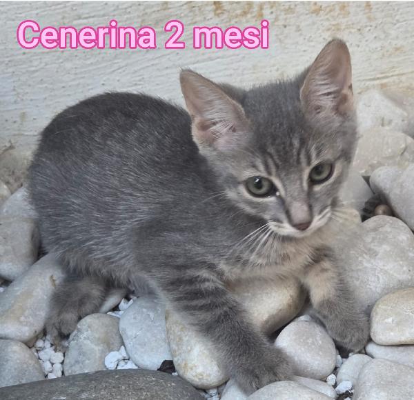 Adotta Un Gattino.