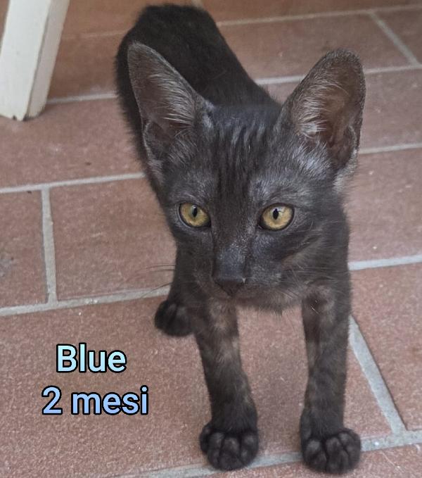 ADOTTA UN GATTINO. Foto 2