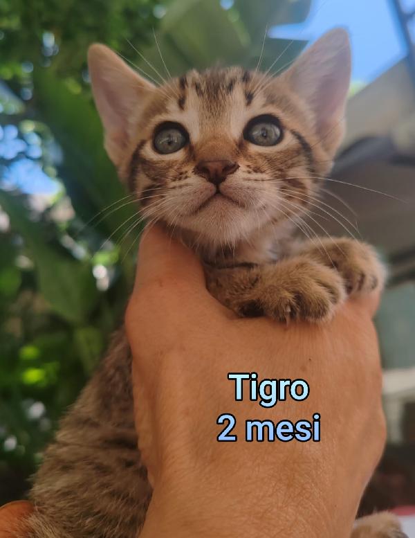 ADOTTA UN GATTINO. Foto 3