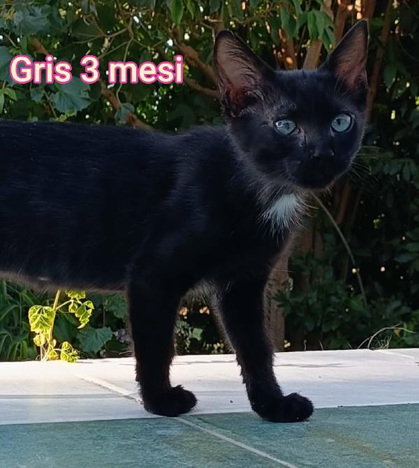 ADOTTA UN GATTINO. Foto 4