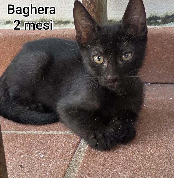ADOTTA UN GATTINO. Foto 5