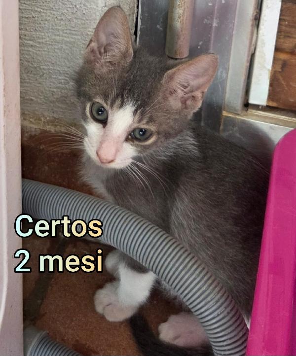 ADOTTA UN GATTINO. Foto 6