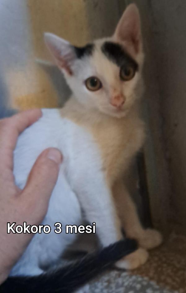 ADOTTA UN GATTINO. Foto 7