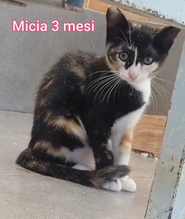 ADOTTA UN GATTINO. Foto 8