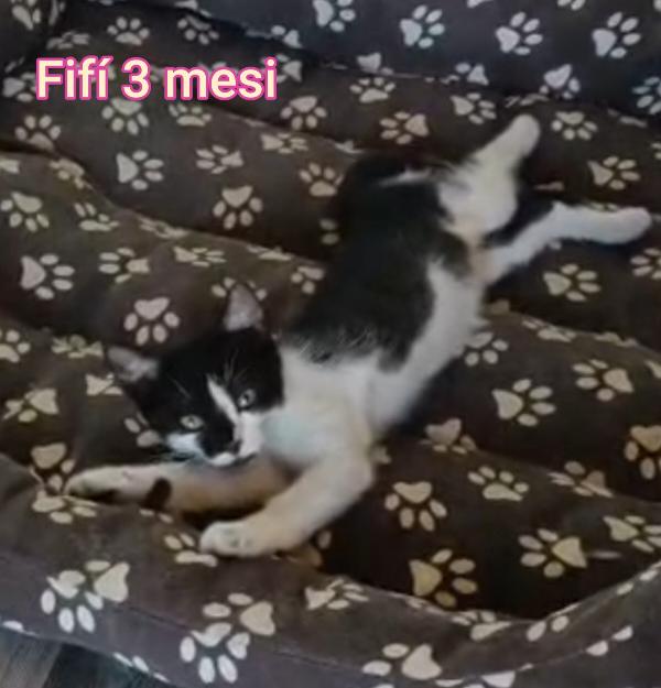 ADOTTA UN GATTINO. Foto 9