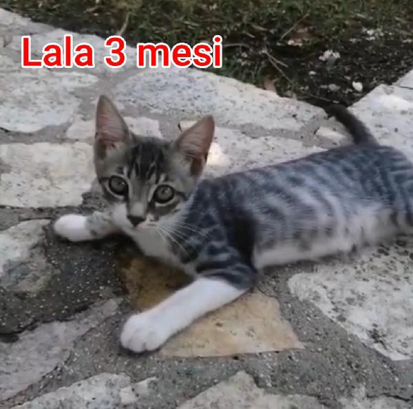 ADOTTA UN GATTINO. Foto 10