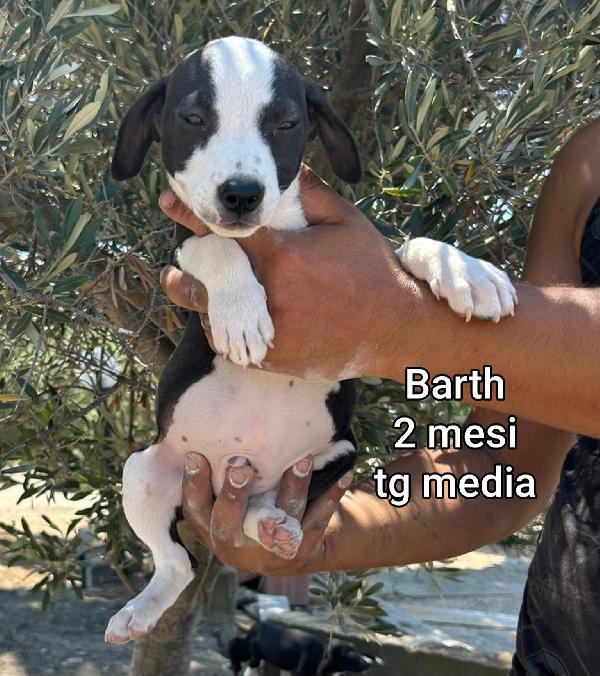 Salvate Un Cucciolo. 