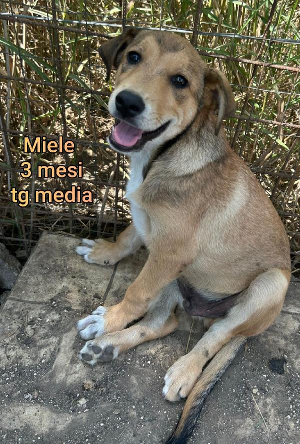 SALVATE UN CUCCIOLO.  Foto 3