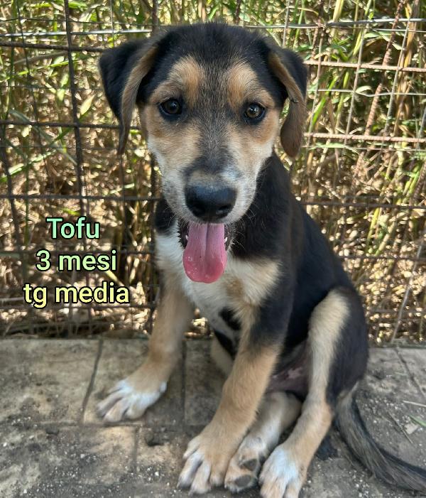 SALVATE UN CUCCIOLO.  Foto 4