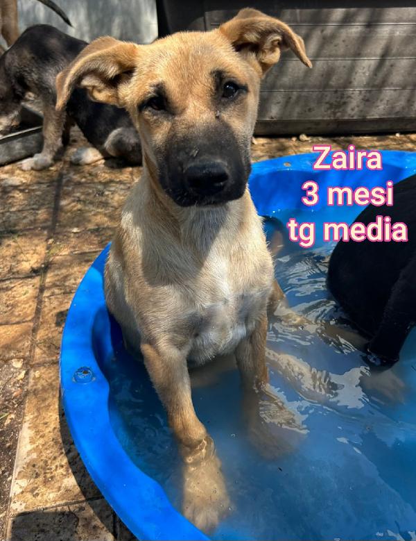 SALVATE UN CUCCIOLO.  Foto 7