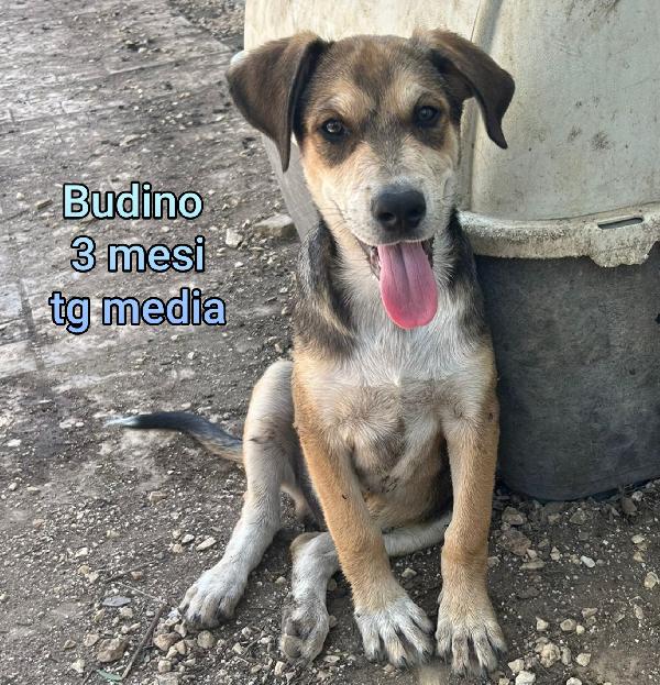 SALVATE UN CUCCIOLO.  Foto 8