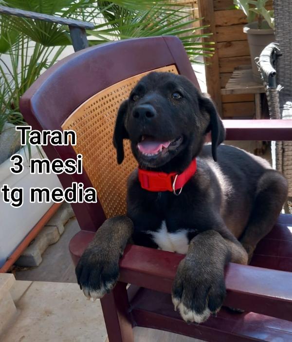 SALVATE UN CUCCIOLO.  Foto 9