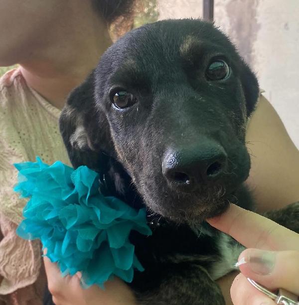 Marlene 3 Mesi E Mezzo Cerca Adozione