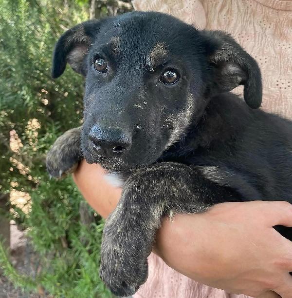 MARLENE 3 mesi e mezzo cerca adozione Foto 5