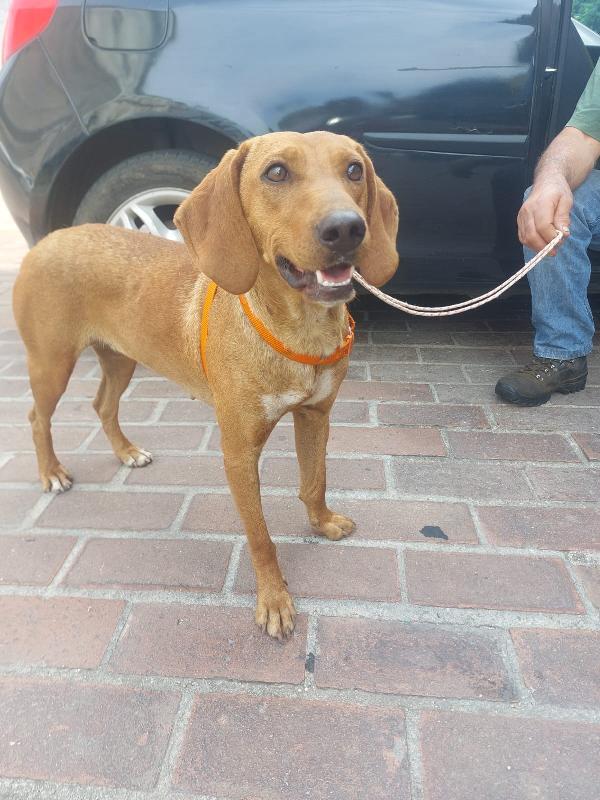Matilde Splendida Cagnolina Segugio Cerca Casa Per Sempre 