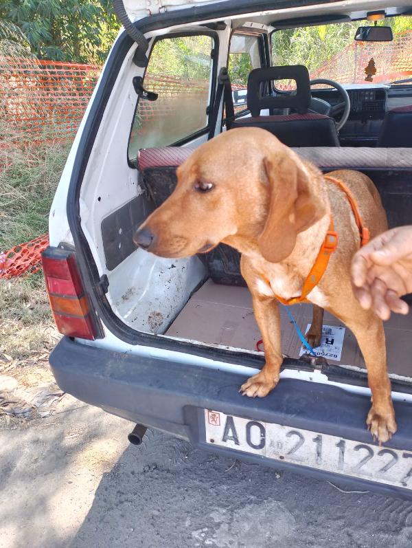 Matilde splendida cagnolina segugio cerca casa per sempre  Foto 2