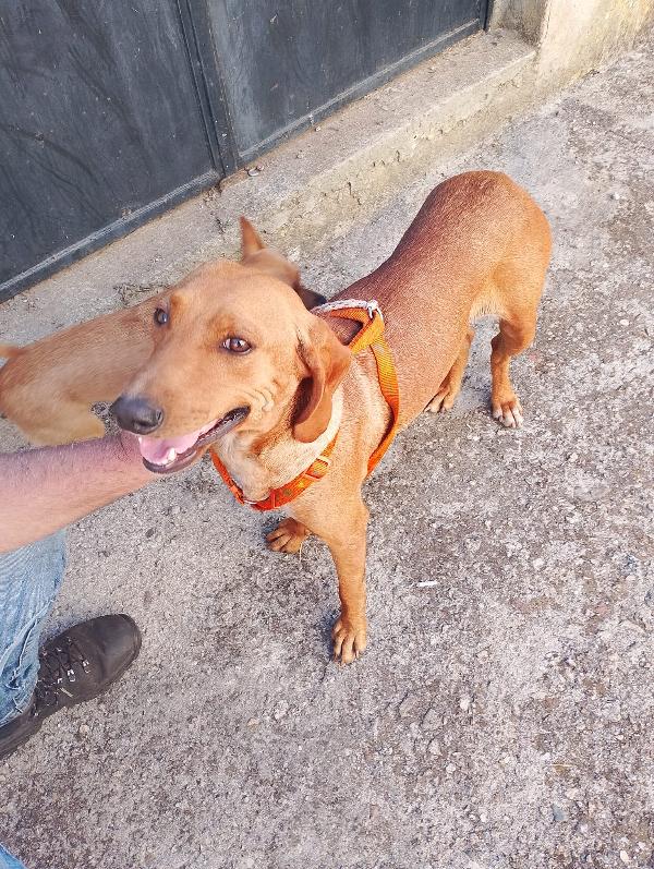 Matilde splendida cagnolina segugio cerca casa per sempre  Foto 3