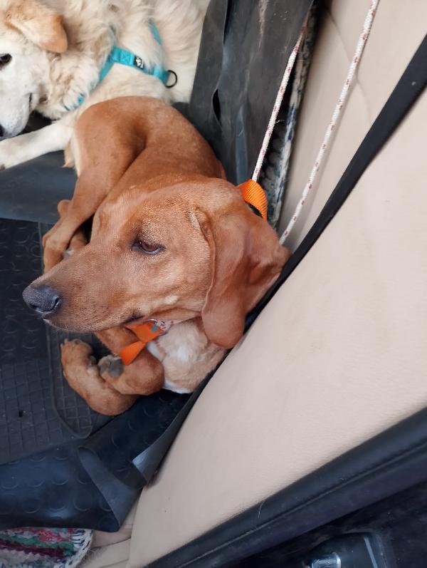 Matilde splendida cagnolina segugio cerca casa per sempre  Foto 4