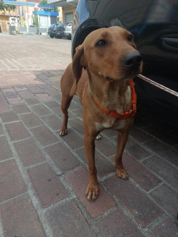 Matilde splendida cagnolina segugio cerca casa per sempre  Foto 5