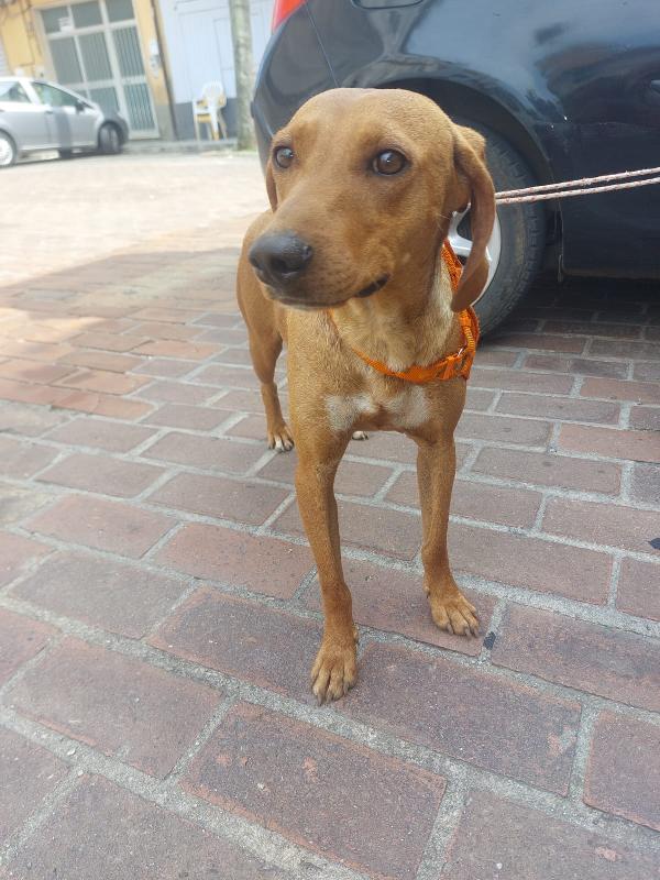 Matilde splendida cagnolina segugio cerca casa per sempre  Foto 6