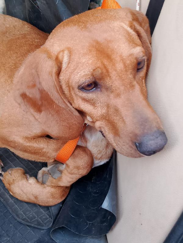Matilde splendida cagnolina segugio cerca casa per sempre  Foto 7