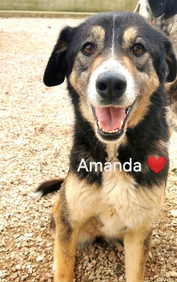 Amanda Splendida Giovanotta In Canile Cerca Famiglia