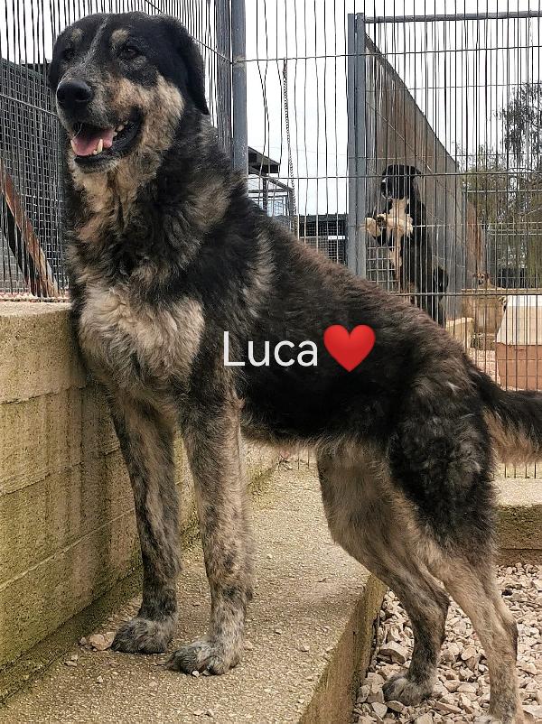 Luca splendido giovanotto in canile cerca famiglia Foto 4