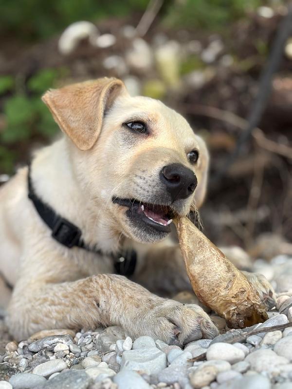 Ariel Sos Stallo Adozione Dolce Cucciola Simil Labrador