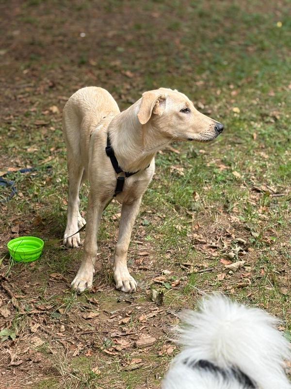 Ariel Sos stallo adozione dolce cucciola simil labrador Foto 2