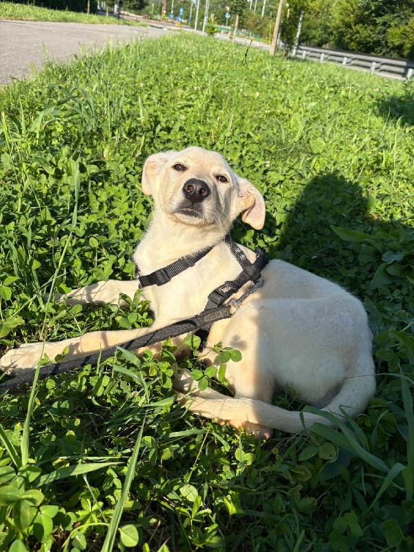 Ariel Sos stallo adozione dolce cucciola simil labrador Foto 4