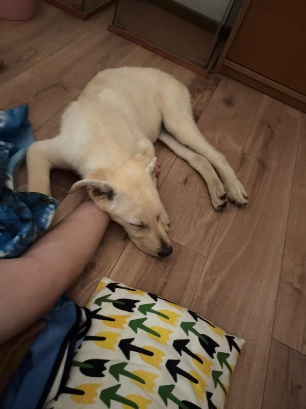 Ariel Sos stallo adozione dolce cucciola simil labrador Foto 9